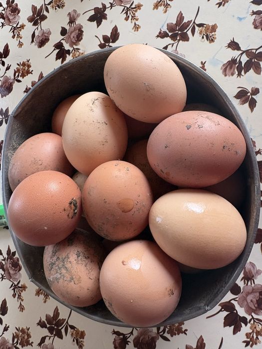 Vand oua de gaina proaspete!