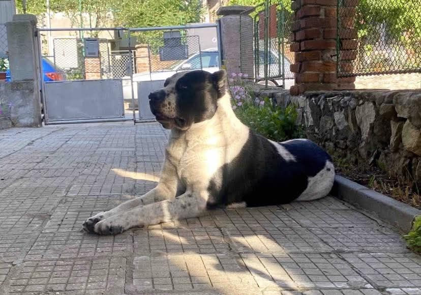 Малки алабаи за продаване