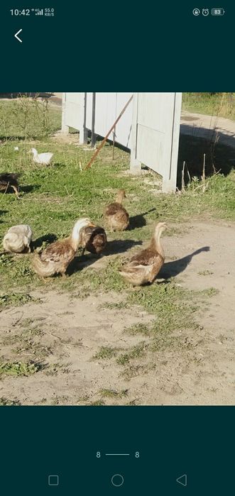 Утки пекинки и Башкирки