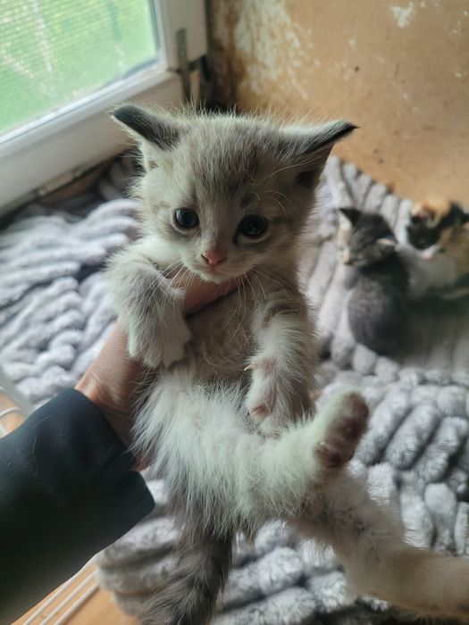 Котята в добрые руки