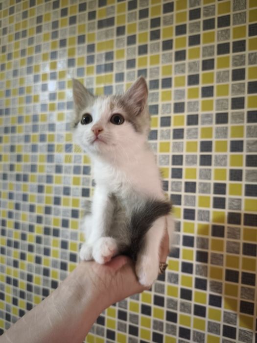 Котенок девочка в добрые руки