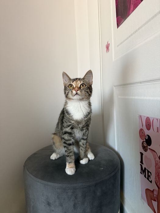 Девочка котеночек