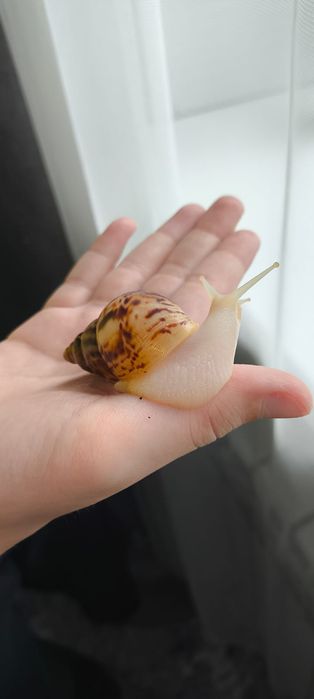 Сухопутные улитки