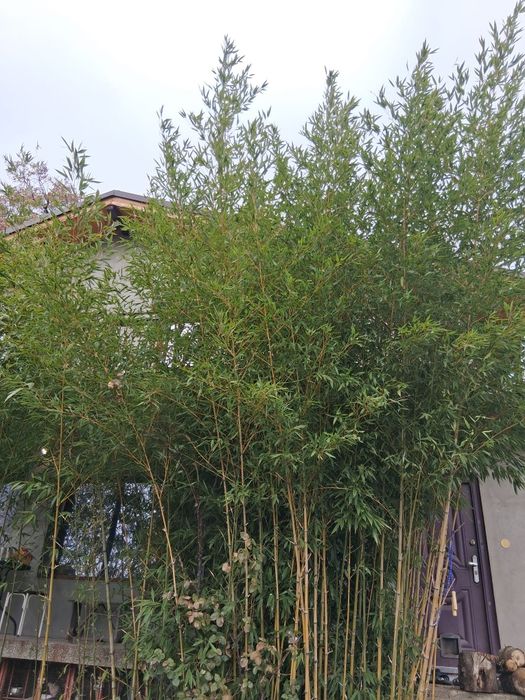 Студоустойчив бамбук