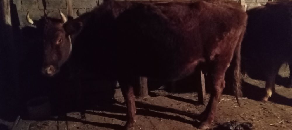 Продается корова