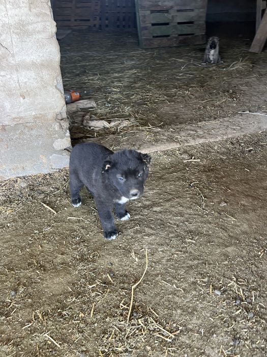 Продается щинки тобета