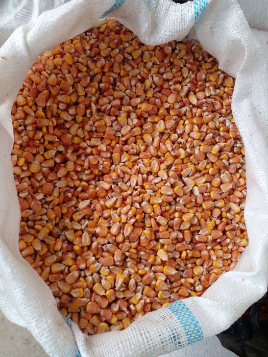 Makka doni sotiladi quruq toza