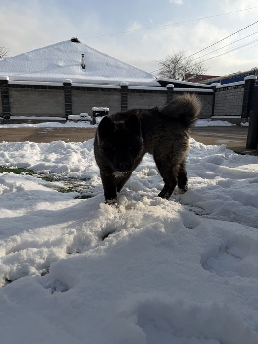 Американская акита