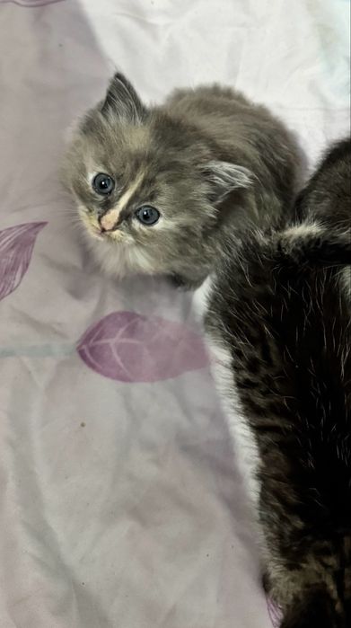 Милые котята……ищут дом .