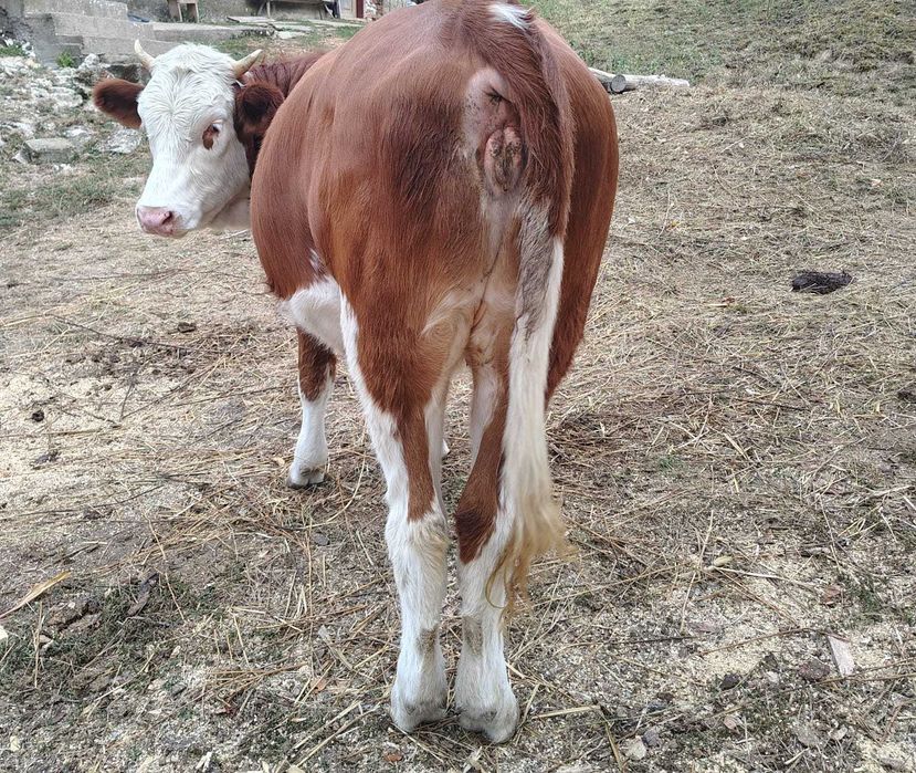 Juninca gestanta de vânzare