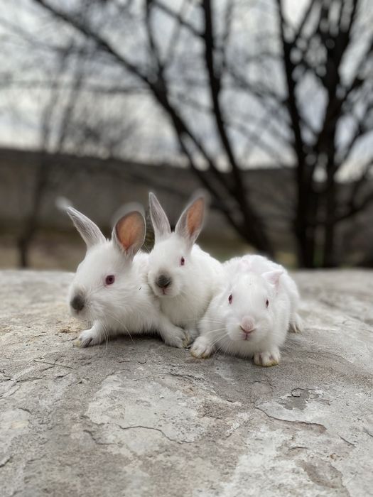 Quyon bolalari sotiladi Gibrit