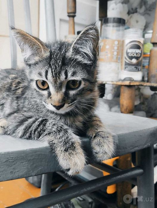 Тигрового окраса кошечка , tiger shaped kitten for adoption
