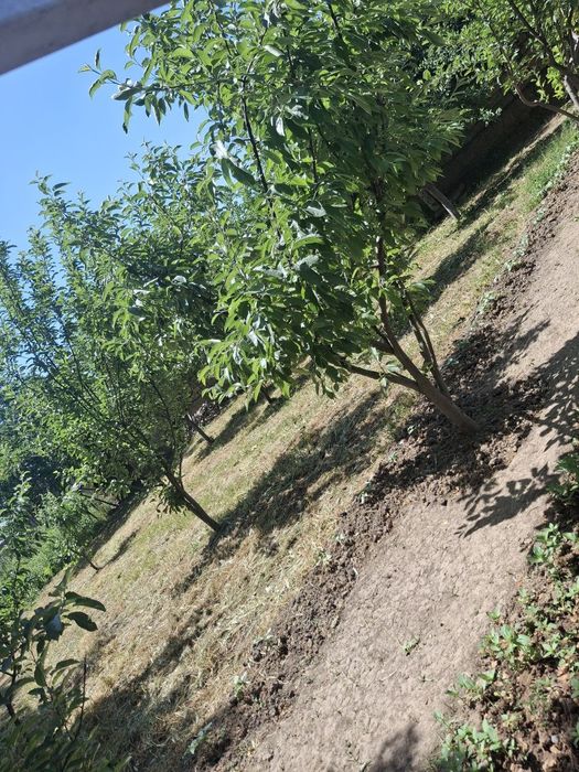 Ер сотлади кошкурган 5 сотка