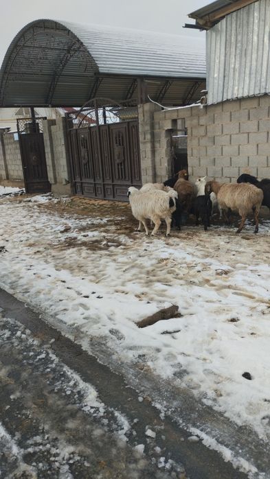 Қошқарлар, союға дайын