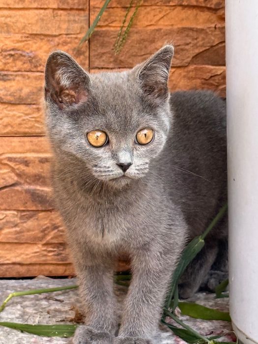 British shorthair