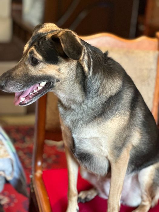 Пристраивается в Добрые Руки девочка.