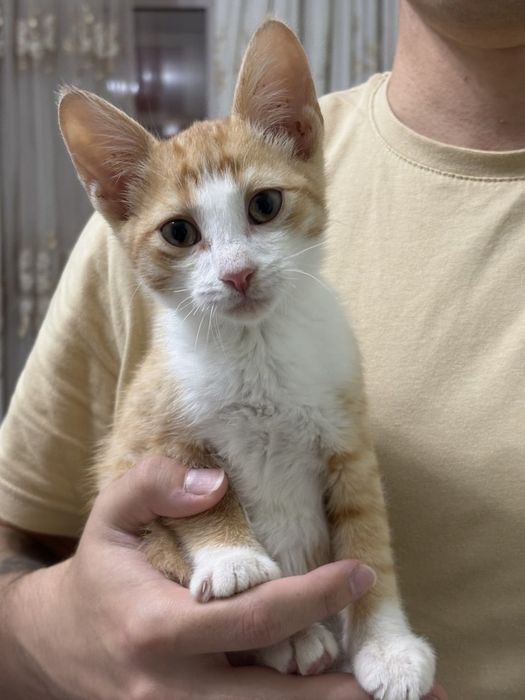 Отдам котят в добрые руки!
