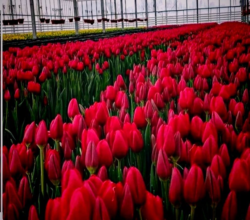 Тюльпаны голландские оптом на 8 марта