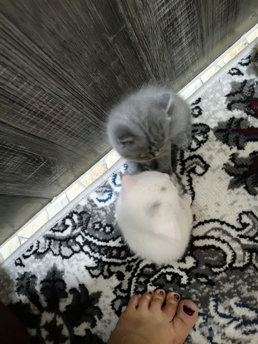 Зотдор мушуклар она болалар