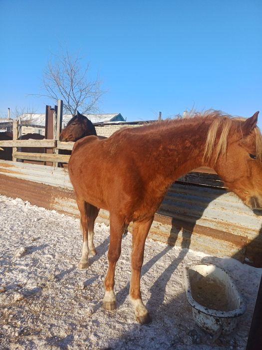 Продам лошадей жеребцы с откорма