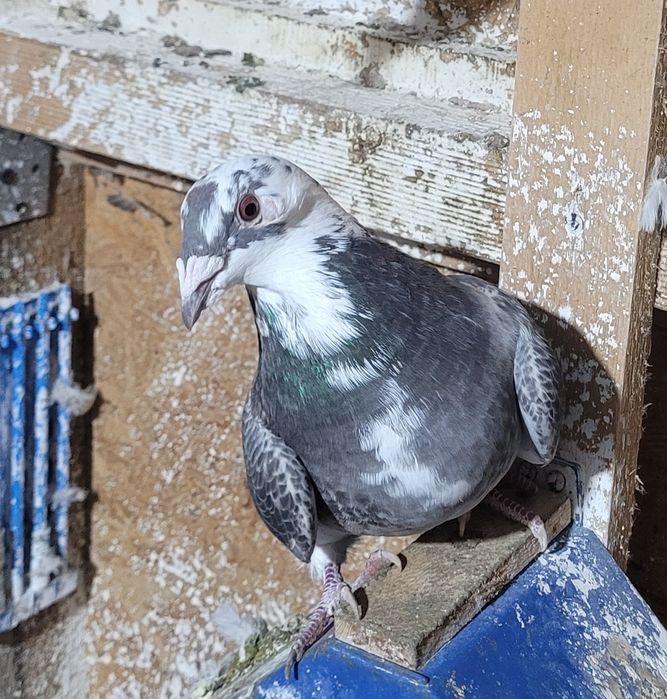 Vând porumbei de diferite rase