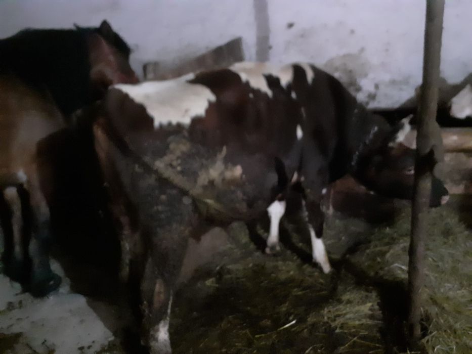 Vând vițea și tăurași cu vârsta de un an jumate  petru mai multe detalii sunați la Nr de telefon . 0743830382