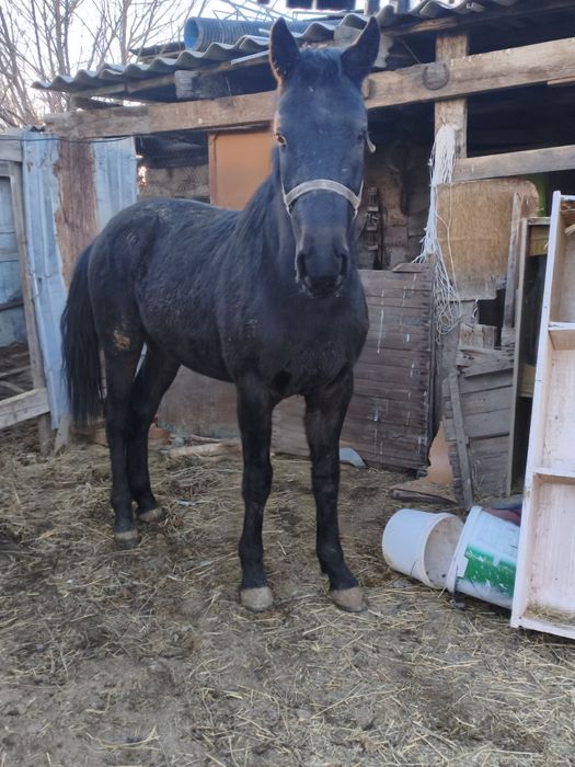 Полукров агылшын