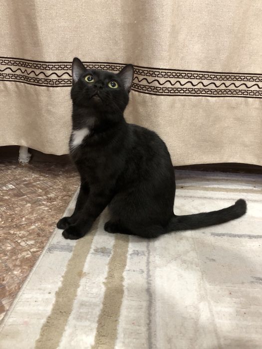 Отдам кошку в хорошие руки