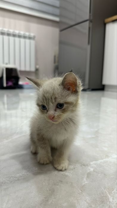 Продаётся котёнок