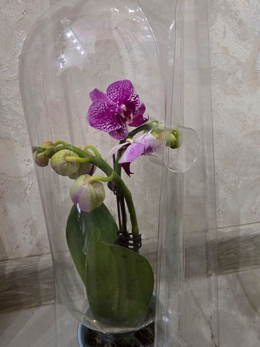 Комнатные  цветы орхидеи, антуриум, шефлера