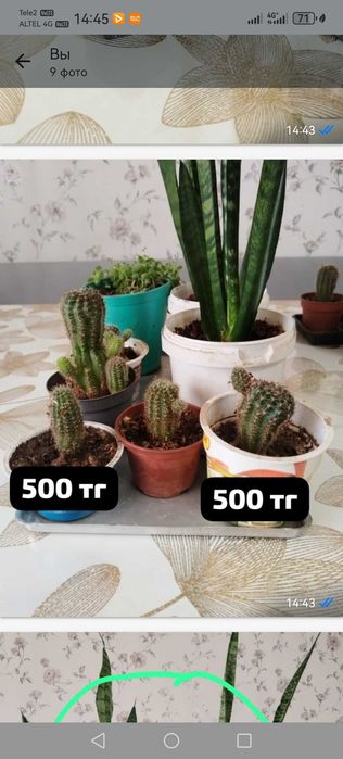 Продам комнатные цветы