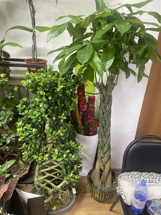 Бонсай Фикус гинг сенг