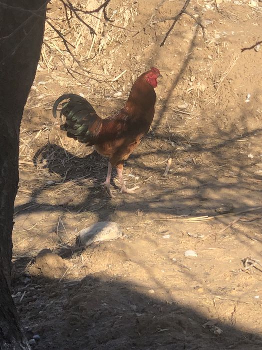 Қораз стылады