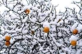 Lamai rezistenti la ger , Poncirus Trifoliata