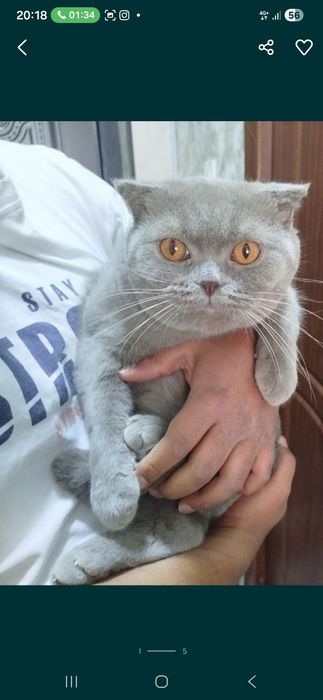 Scotish fold viyazkaga