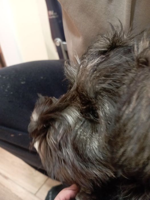 Подарявам куче на 3 месеца