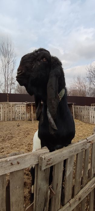 Козлик БиталоКамориНуб