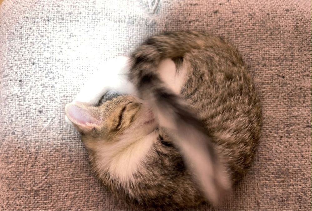 Котенок в хорошие руки