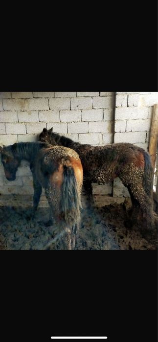 Сатылатын атдар бар бордакы семыз 2 бас