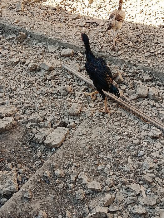 Dakan, boboqi jo'ja