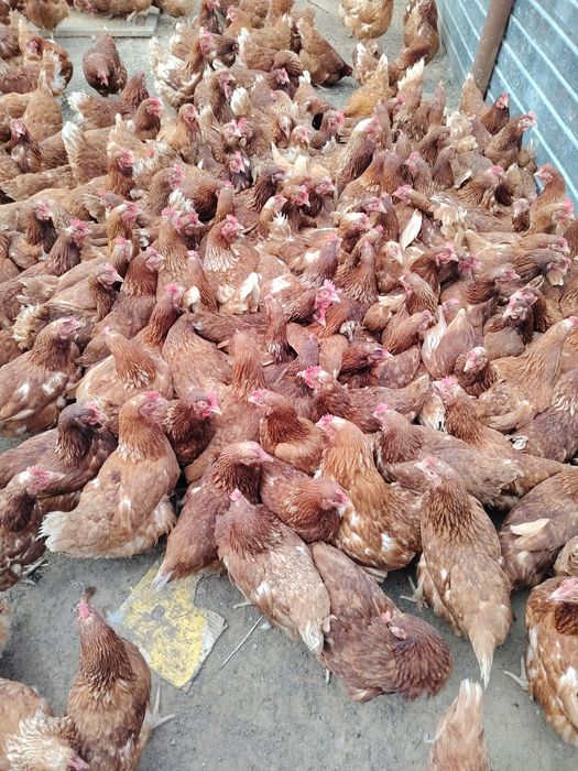 Куры несушки Ломон Браун