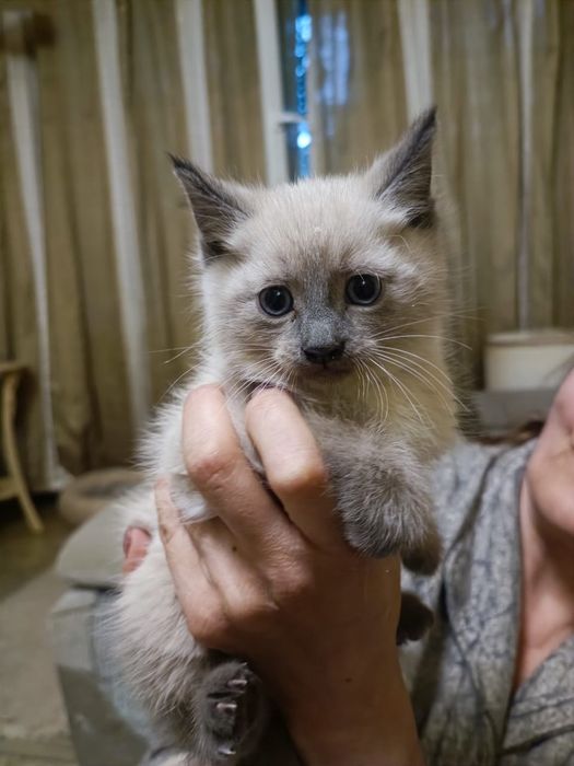 Симпатяшка принесёт радость в дом!