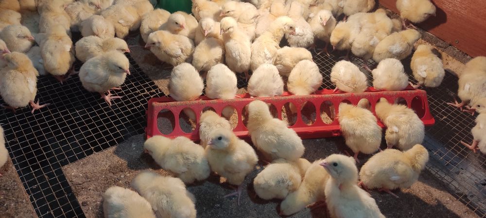 Продам цыплят бройлеров