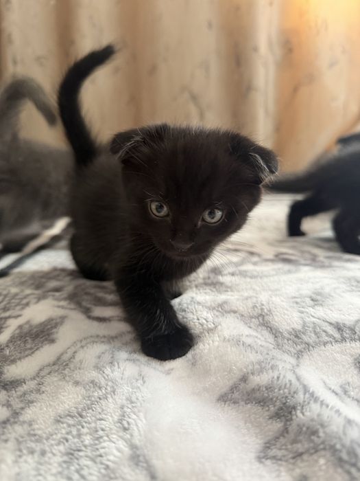 Котята вислоухие