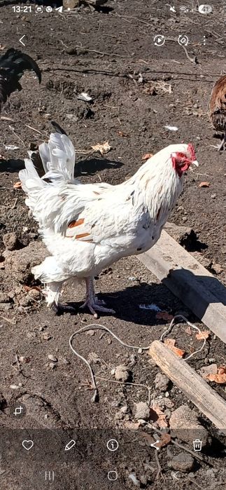 Петухи продаётся