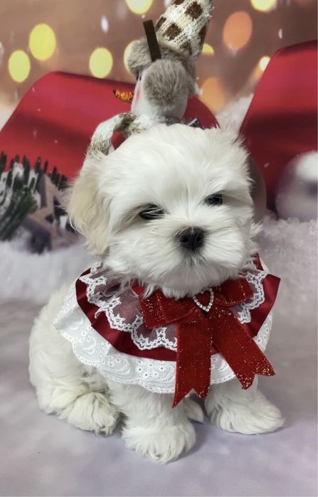 Щенки  элитные мальтезе