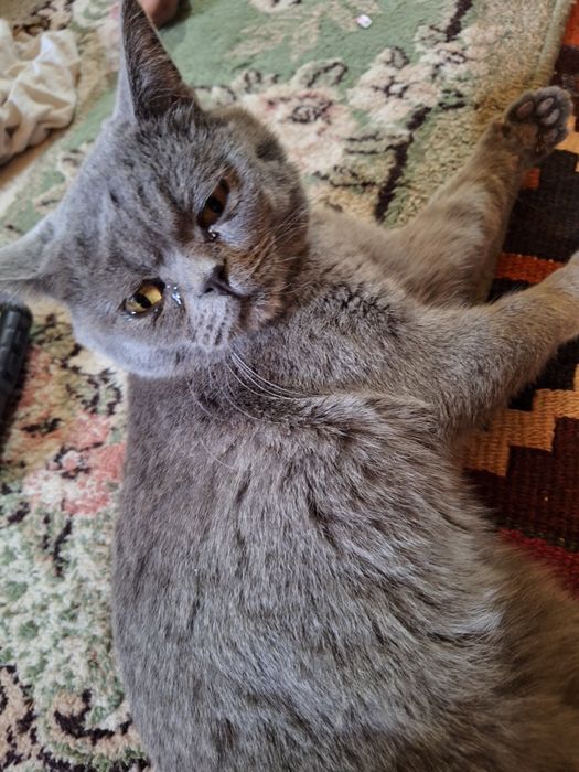 Skottish fold mushugi