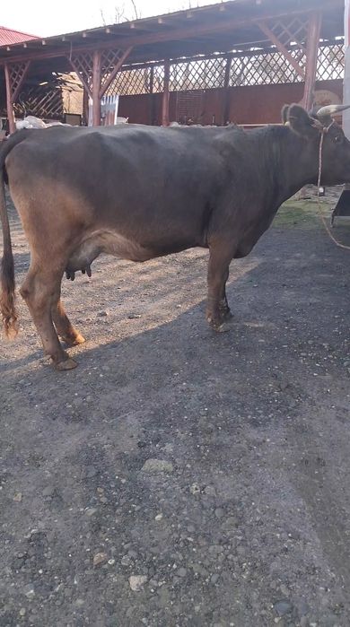 Vand sau schimb cu vacă de Tăiere