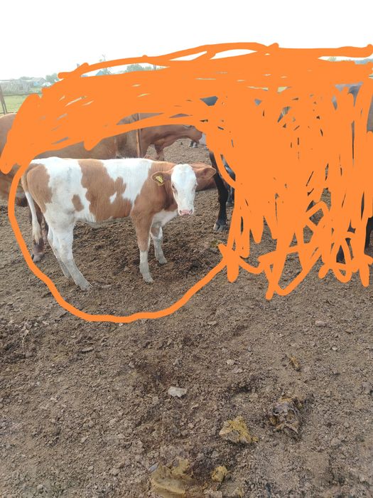Продам корову с телятами