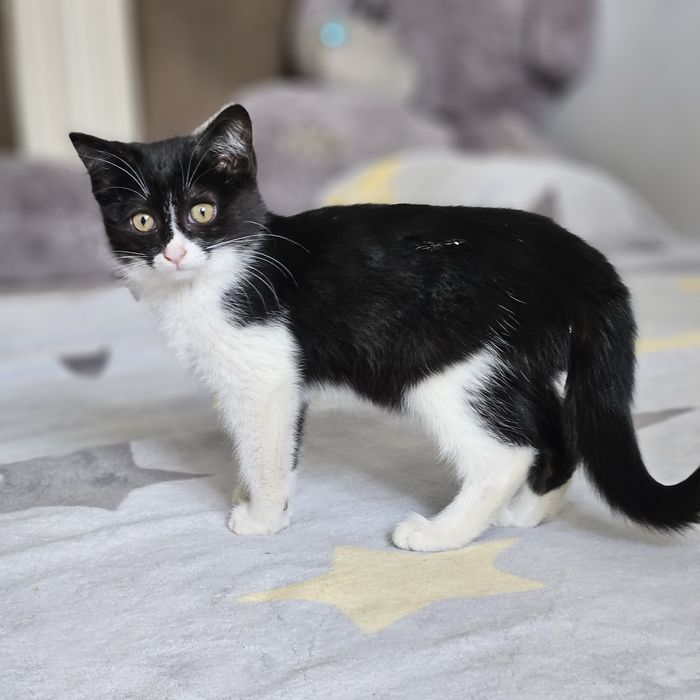 Две девочки , сестренки ищут дом!!!Ташкент!